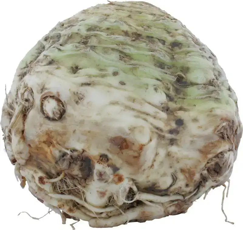 Knolselderij